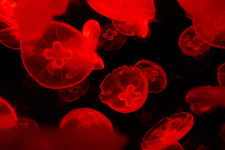 Tube jellyfish red light fluorescentの写真素材