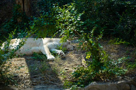 Lion sleeping and resting in the forestの写真素材