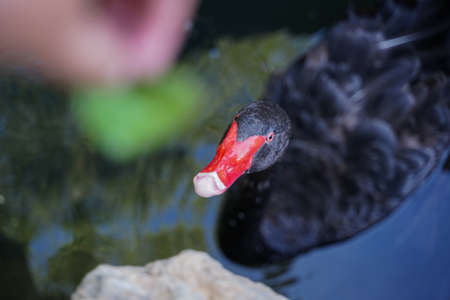 Close-up of black swan swimming in waterの写真素材