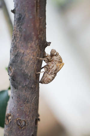 Baby cicada monkey cicada nymph