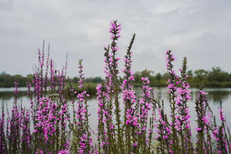 Verbena flowers by the riverの写真素材