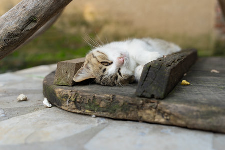 Close-up rural yard with cat lying on manhole coverの写真素材
