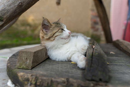 Close-up rural yard with cat lying on manhole coverの写真素材