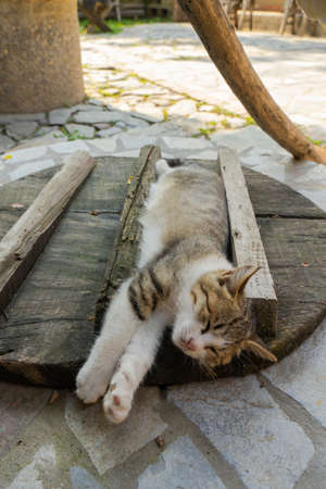 Close-up rural yard with cat lying on manhole coverの写真素材