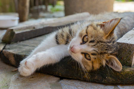 Close-up rural yard with cat lying on manhole coverの写真素材
