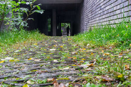 Fallen leaves on the ground outdoors in rainy dayの写真素材