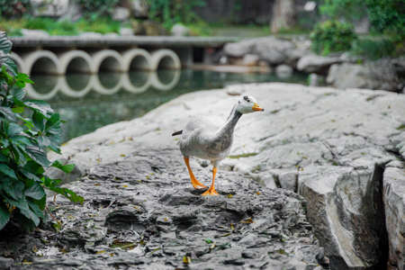 A bar-headed goose duck looking around on the rockの写真素材