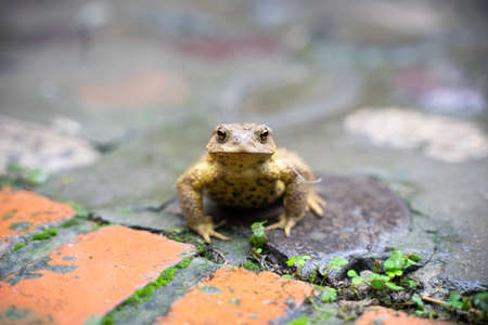 Toad Toad close-up in the grass on the rural groundの写真素材