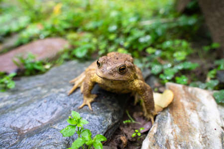 Toad Toad close-up in the grass on the rural groundの写真素材