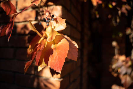 Autumn creeper quinquefolium red leaf texture closeup