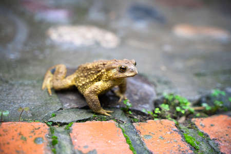Toad Toad close-up in the grass on the rural groundの写真素材