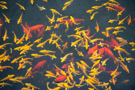 School of goldfish koi swimming on the waterの写真素材