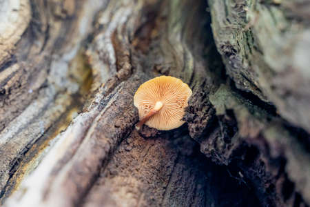 Mushroom Hazel mushroom close-up on tree trunk