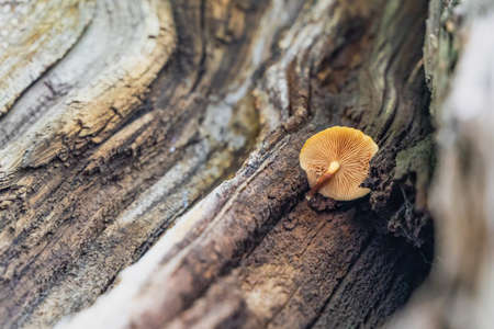 Mushroom Hazel mushroom close-up on tree trunk