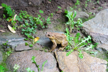 Toad Toad close-up in the grass on the rural ground