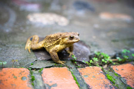 Toad Toad close-up in the grass on the rural groundの写真素材