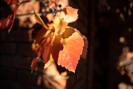 Autumn creeper quinquefolium red leaf texture closeup