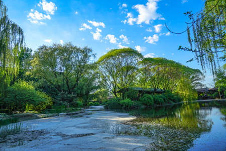 Blue sky forest white clouds water surface floating catkinsの写真素材