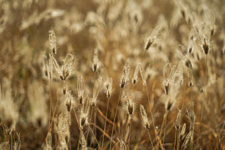 Dry Setaria