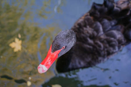 Black swan in the water