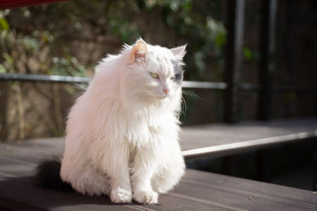 Lion cat long-haired cat resting on the streetの写真素材