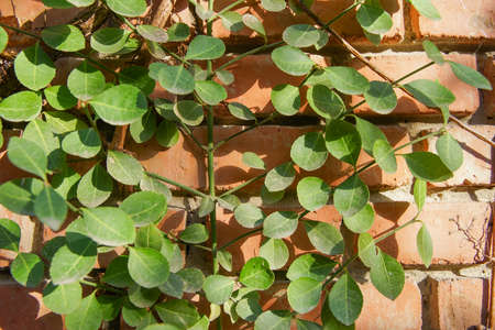 Green leaves of plants against the wallの写真素材