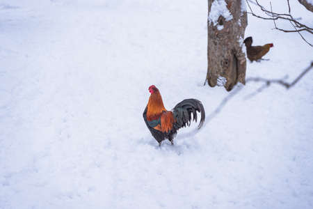 rooster free range chicken on snow