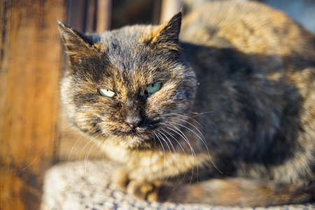 Tortoiseshell cat fierce expressionの写真素材