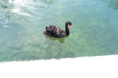 Black swan swims on the water on the shore with snowの写真素材