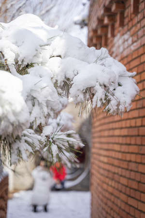 snow on pine treesの写真素材