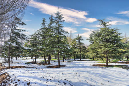 Pine forest in snow park with blue sky and white clouds