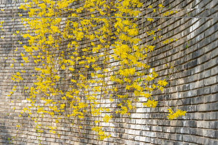 spring flowers on the wallの写真素材