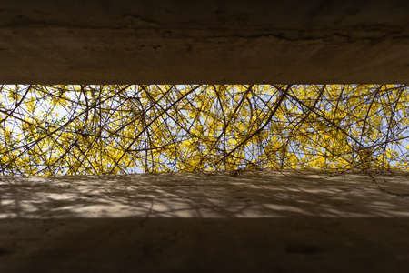 Yellow jasmine flowers outside the skylight