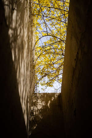 Yellow jasmine flowers outside the skylightの写真素材