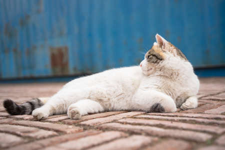 cat lying on the ground outdoorsの写真素材