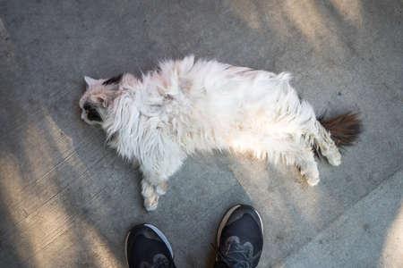 cat longhair lying on the groundの写真素材