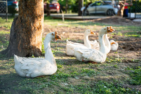 Big white geese free-range geese in the forest orchardの写真素材