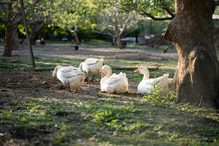 Big white geese free-range geese in the forest orchardの写真素材