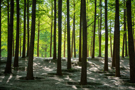 forest light landscapeの写真素材
