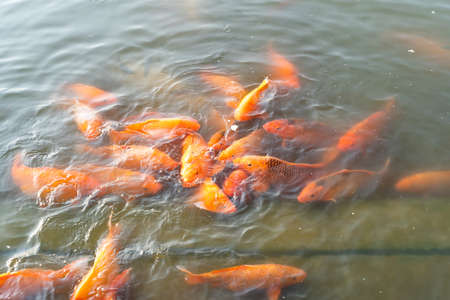 Koi goldfish in waterの写真素材