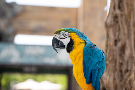 Closeup of Brazilian Macaw