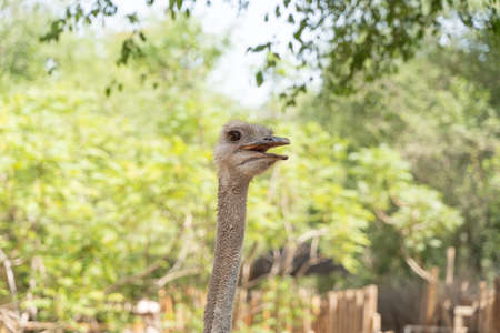 Ostrich close-up neckの写真素材