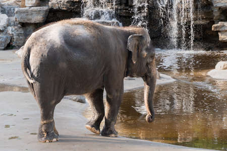 Asian elephant Elephant by the water