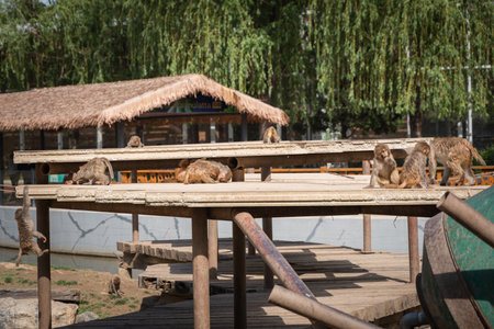 monkey group macaque lifeの写真素材