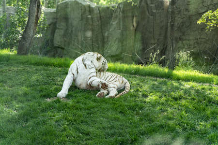 White tiger Bengal tiger resting on grassの写真素材