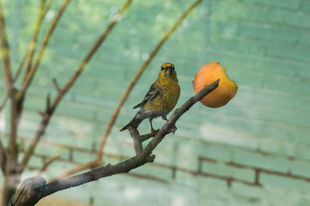 Yellow warbler bird eating apple