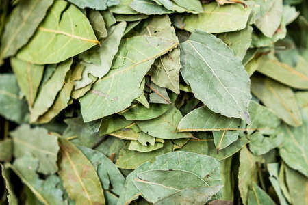 bay leaf laurel leavesの写真素材