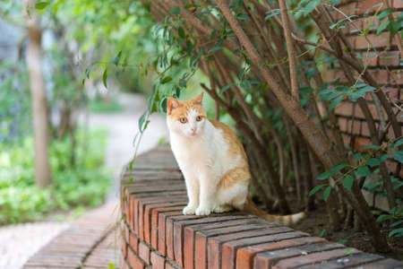 Orange cat sitting in the parkの写真素材