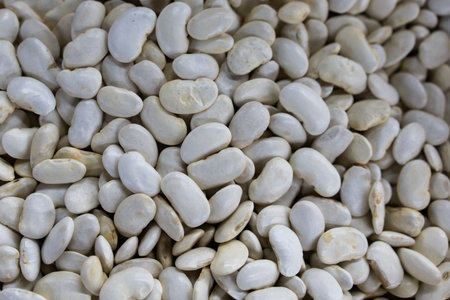 White Beans Large White Kidney Beansの写真素材