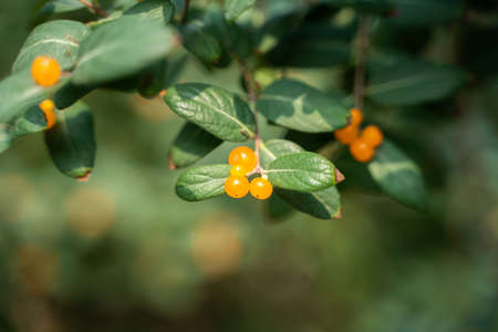 Honeysuckle fruit honeysuckle green leavesの写真素材